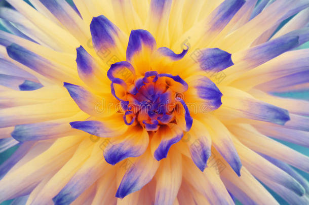 大丽花蓝橙黄。 花瓣颜色的射线。 特写镜头。 美丽的大丽花盛开的设计。