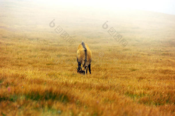 山上草地上雾中的羚羊