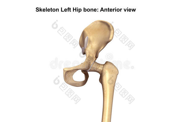 解剖前骨头股骨腓骨
