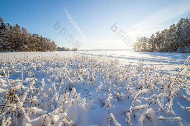 冰冻的湖泊和雪覆盖着芦苇