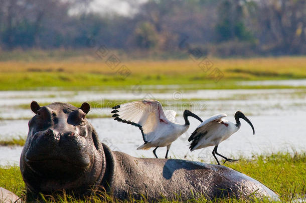 鸟儿坐在河马的背上。 博茨瓦纳。 奥卡万戈三角洲。