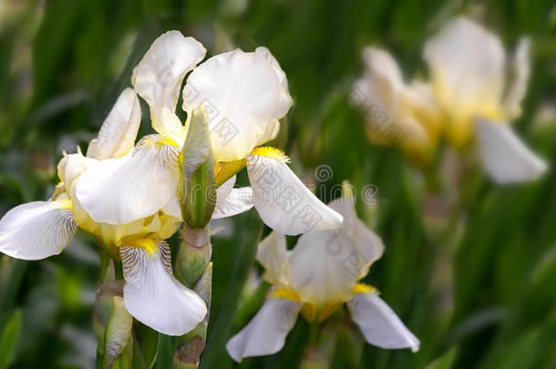 盛开在花园里，<strong>淡黄</strong>色的虹膜。