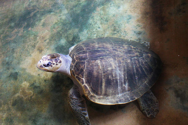 斯里兰卡海龟的特写