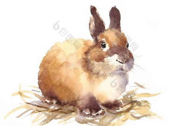 可爱的小兔子水彩动物插图手绘