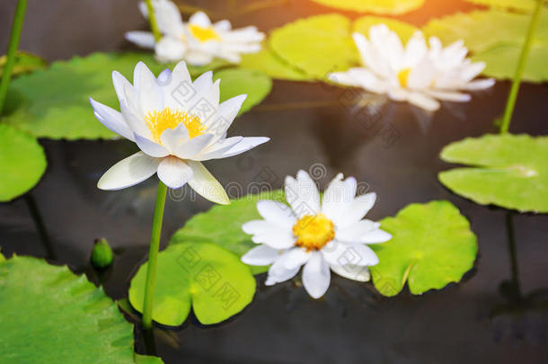 池塘里美丽的荷花