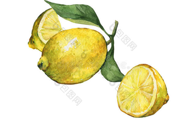 与完整和切片新鲜柑橘类水果柠檬与绿叶和鲜花。
