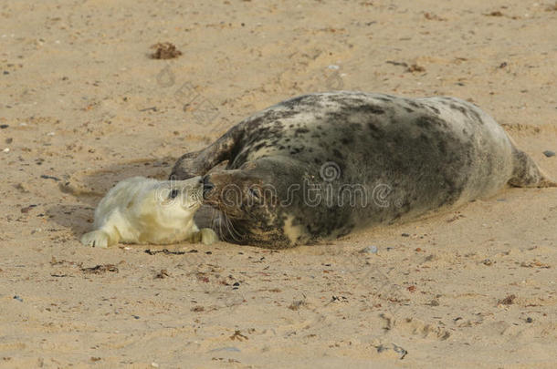 一个温柔的，鼻子对鼻子的时刻，一个灰色的海豹哈利科鲁斯格里普斯妈妈和她的新出生的小狗躺在海滩上