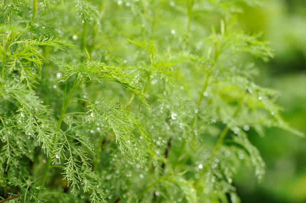 绿色南方木蒿植物