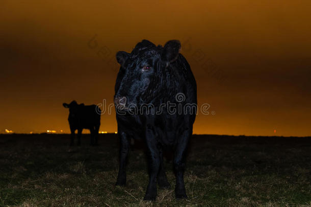牛在城市灯光前夜间保卫小牛