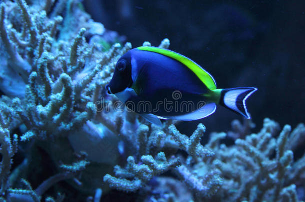 热带珊瑚礁鱼