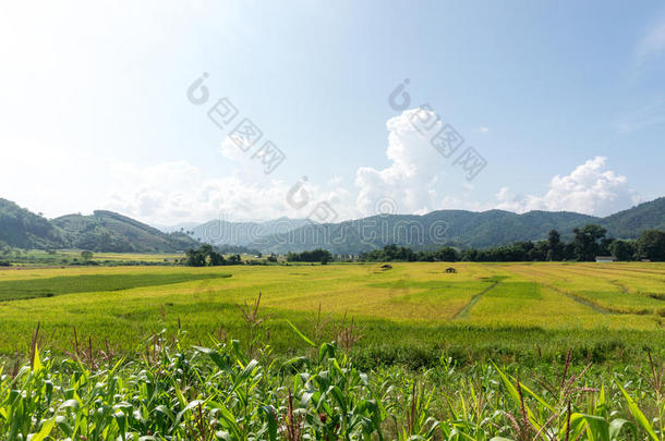 农业地区背景美丽的美女