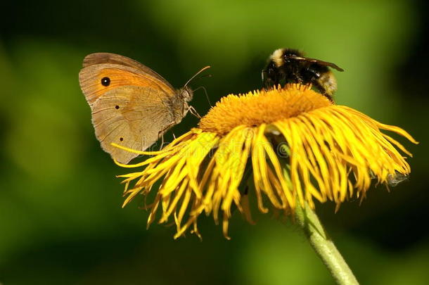 蜜蜂和蝴蝶