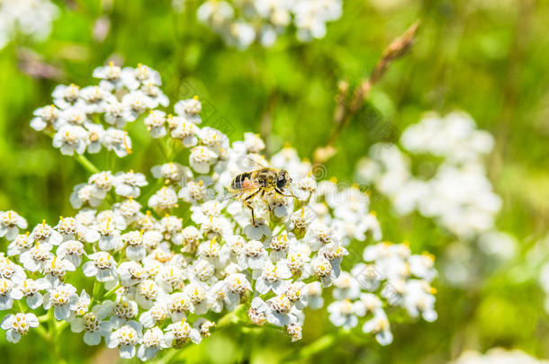 在白花草地上的蜜蜂特写