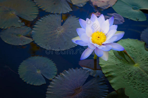 美丽的浅紫色莲花，叶子在黑暗的游泳池里