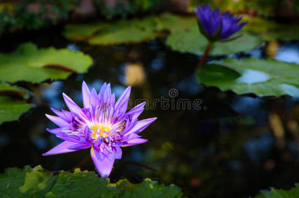 美丽的<strong>浅</strong>紫色莲花，叶子在黑暗的游泳池里