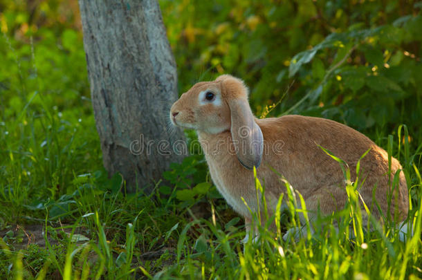 漂亮的红头兔