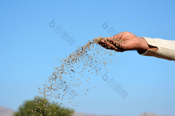 一个农民在田里扔磷酸二铵肥料