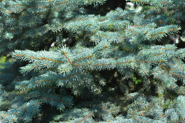 蓝色云杉树枝作为纹理背景。 蓝色云杉，绿色云杉，白色云杉，科罗拉多云杉或科罗拉多蓝色云杉