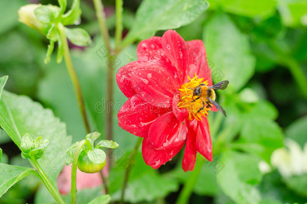 关闭红色大丽花与蜜蜂和绿叶背景在花园