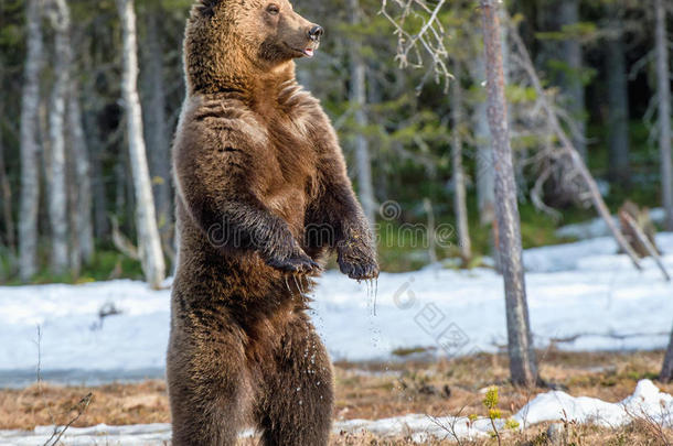 棕色<strong>熊站在</strong>后腿上