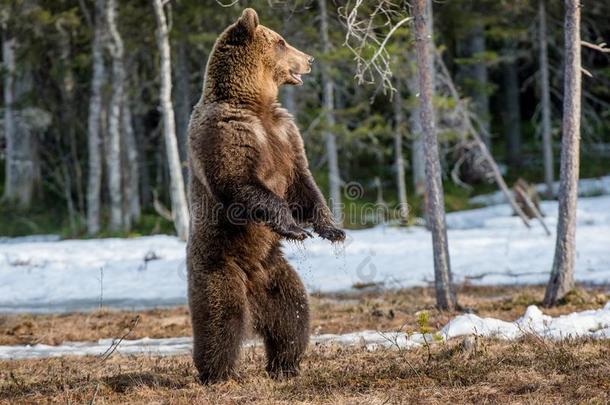 棕色熊站在后腿上