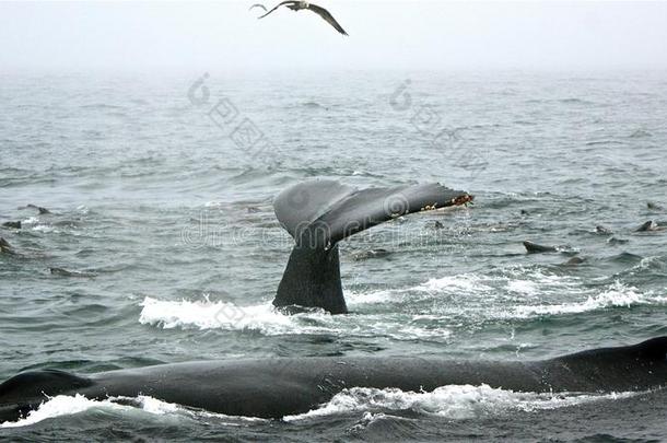 海湾加利福尼亚驼背生活蒙特利