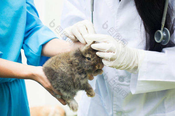 检查小兔子`的健康状况，