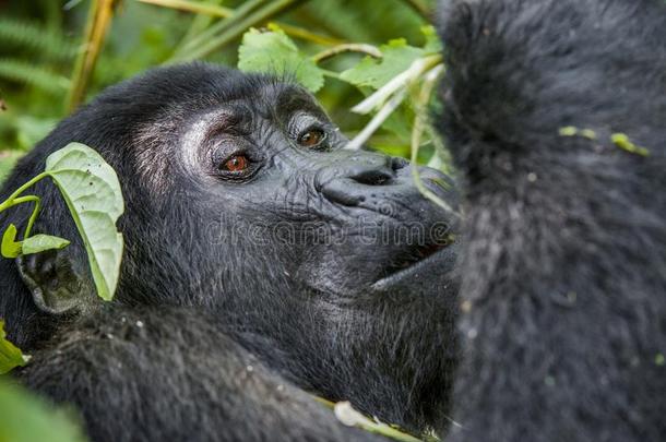在自然栖息地的短距离上特写一只山地大猩猩的肖像。 山地大猩猩白眉白眉