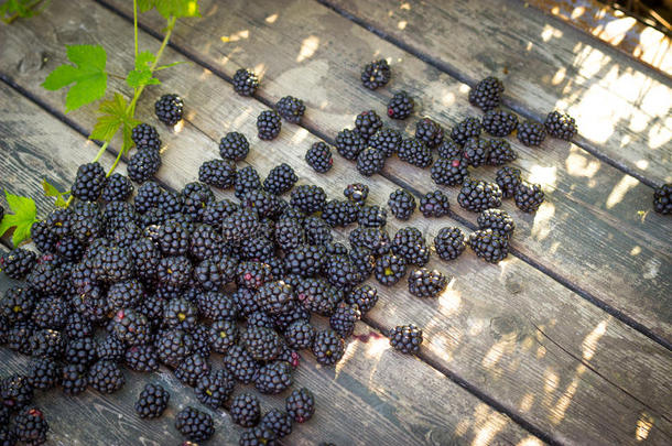 黑色黑莓，成熟黑莓，未成熟黑莓