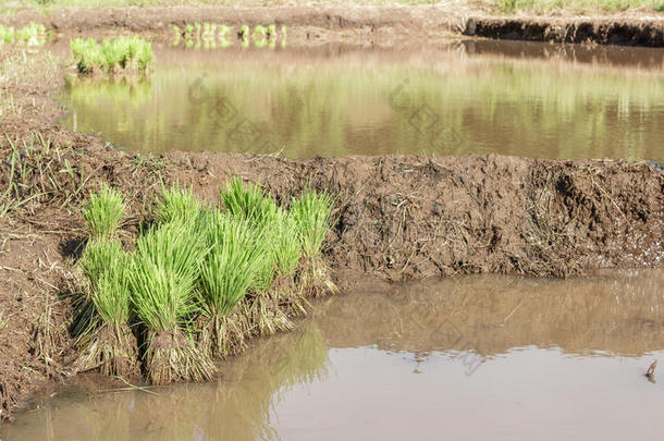 亚洲农民在稻田农田移植水稻幼苗，在雨季种植水稻。