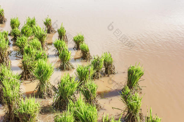 亚洲农民在稻田农田移植<strong>水稻</strong>幼苗，在雨季<strong>种植水稻</strong>。