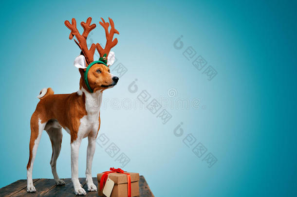美丽的狗在挥舞圣诞服装