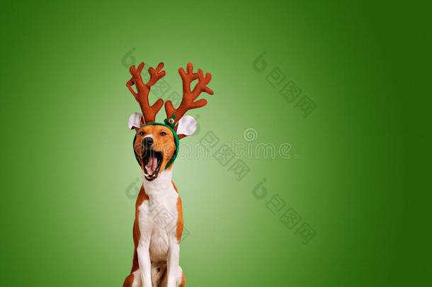 狗穿着礼物打扮成圣诞鹿