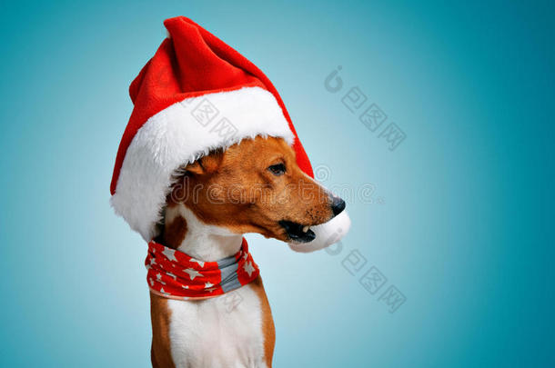 美丽的狗在挥舞圣诞服装