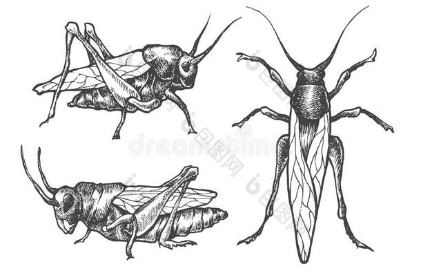 手绘一套不同姿势的蝗虫和蝗虫。
