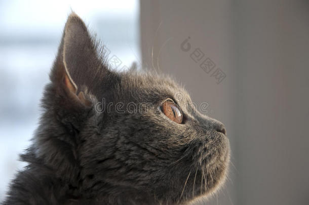 英国短毛猫在日落时看着窗户