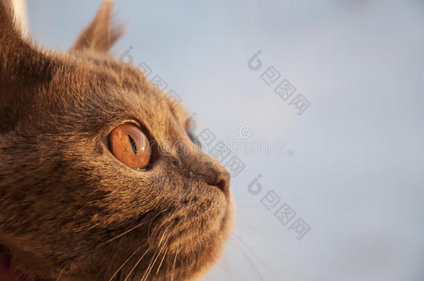 英国短毛猫在日落时看着窗户