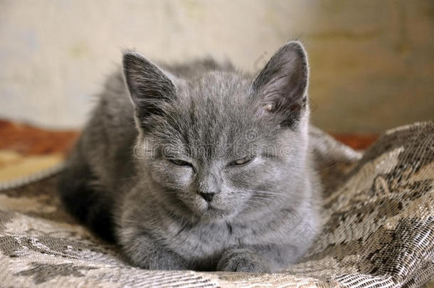 英国短毛小猫正在睡觉