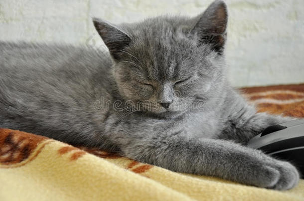 英国短毛猫正在用电脑鼠标睡觉