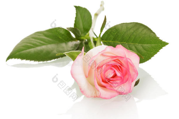 美丽<strong>的</strong>米色玫瑰与粉红色装饰隔离在白色