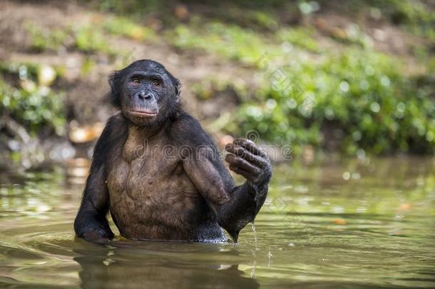波诺波站在水里寻找掉进水里的水果。 波诺波平底锅。 刚果民主共和国。