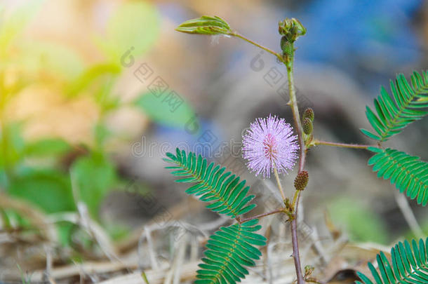 美丽的紫罗兰/紫色花含羞草敏感植物，在晨雾中触摸不到植物。 昏昏欲睡的植物或害羞的植物。