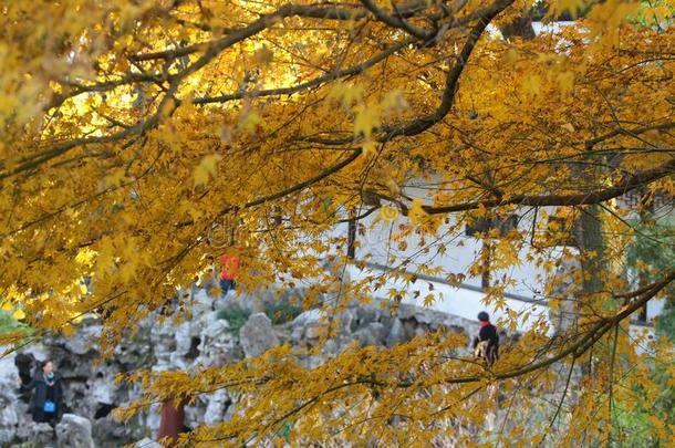 秋意盎然，金秋时节，杏意浓郁，树叶挂在墙上，苏州园林特色，瓷砖墙面