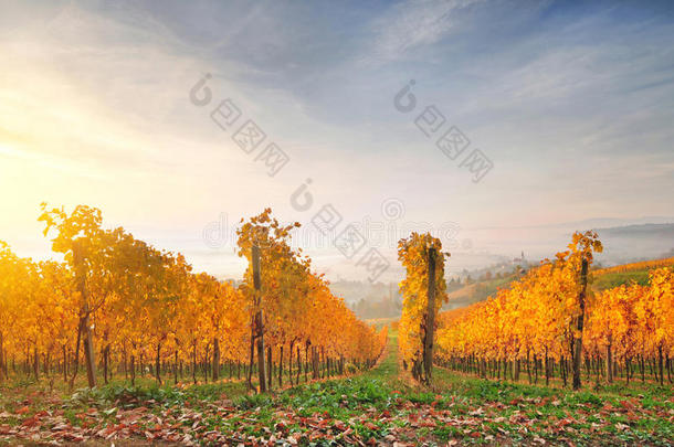 山上的秋色葡萄园，清晨温暖的阳光照亮了它