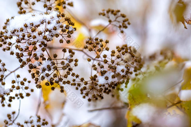秋末，灌木丛和黄叶覆盖着白雪