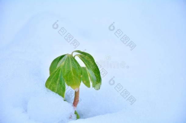 单独地生活雪坚强的ubc公司