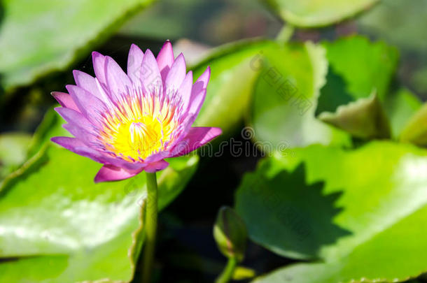 美丽的<strong>紫色水</strong>花或池塘里的莲花