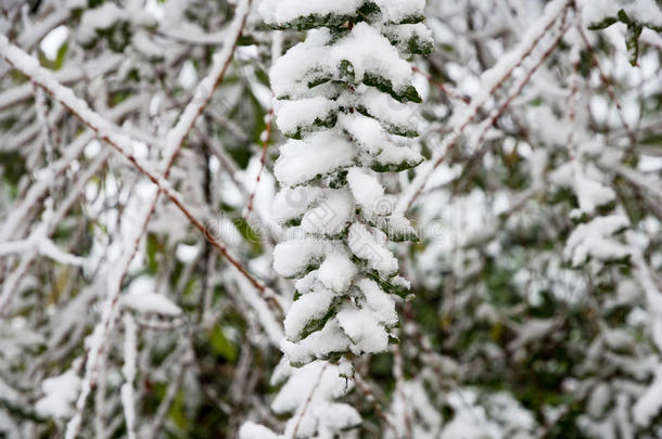 大雪下的树枝