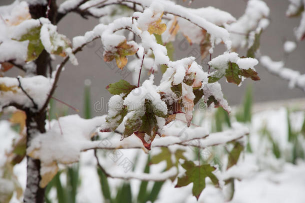 大雪下的树枝