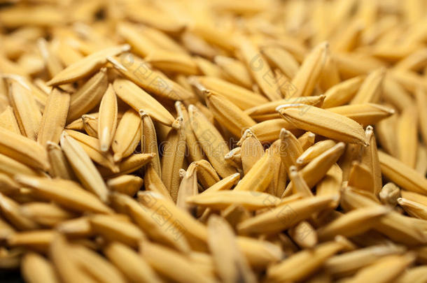 关闭水稻没有出壳。 传播水稻茉莉花米在阳光下干燥，泰国准备作为大众产品加工。